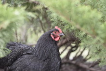 Black Chicken With Red Comb Spies