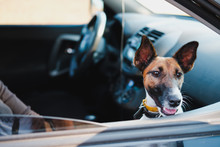 Portrait Of Fox Terrier Looking Out Of A Car Window. The Concept Of Transporting Pets In The Car, Traveling With Dogs In The Car Or Leaving Them In The Vehicle Alone