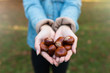 © Michał Magiera - Woman holding chestnuts in her hands