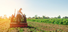 Tractor Cultivates The Soil After Harvesting. A Farmer Plows A Field. Pepper Plantations. Seasonal Farm Work. Agriculture Crops. Farming, Farmland. Selective Focus