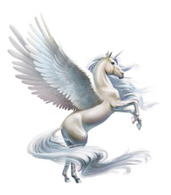 Pegasus,  Close-up, Isolated On White