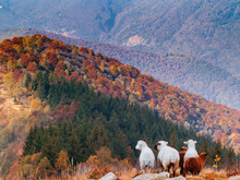 Flock Of Sheep Grazing In Autumn Over The Dry Meadows Of A Hill Looking Towards The Horizon, Woods With Autumn Colors