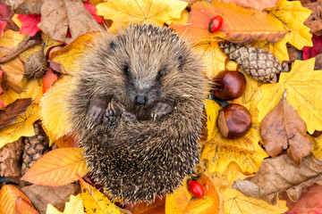 Hedgehog in Autumn. Erinaceus Europaeus wild, free roaming hedgehog, taken from wildlife garden hide to monitor health and population of this declining iucn red-listed mammal, space for copy	