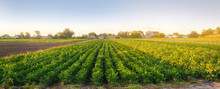 Celery Plantations In The Sunset Light. Growing Organic Vegetables. Eco-friendly Products. Agriculture And Farming. Plantation Cultivation. Selective Focus