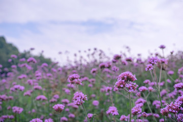 Wall Mural - Verbena flower. Verbena pink and violet flower background