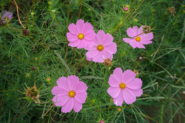 Wall Mural - Close-up pink cosmos flower on blurred green background