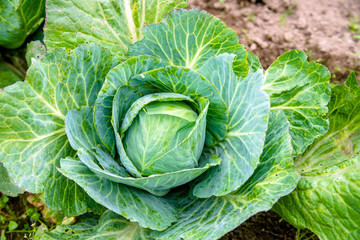 large leaves of Savoy cabbage in the garden 