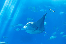 A Stingray Behind The Glass With Marine Life For Background