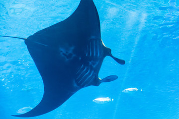 Wall Mural - a manta ray behind the glass with Marine life for background