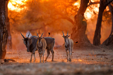 Wall Mural - The common eland, also known as the southern eland or eland antelope with back light with sunset in Mana Pools National Park in Zimbabwe