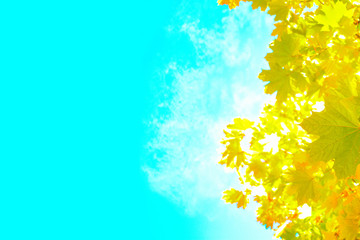 Wall Mural - Colorful foliage in the autumn park. Autumn leaves sky background. Autumn Trees Leaves