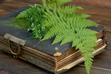 A Branch Of Juniper And Fern On An Old Ancient Book On A Wooden Background Close Up
