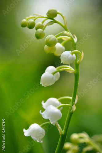 piekne-biale-kwiaty-lilii
