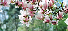 Magnolia Tree In Spring