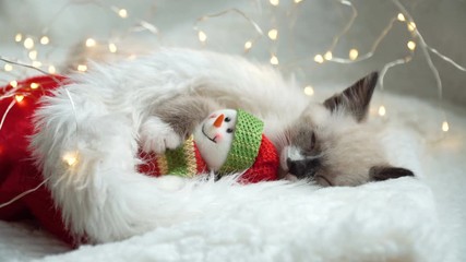 Wall Mural - Kitten near light and christmas hat