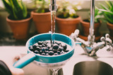Fototapeta  - blueberries washed under running water in the sink