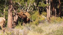 Large Bull Elk Chasing A Cow 