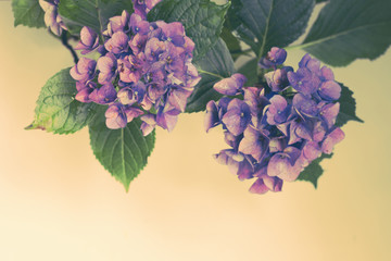 Wall Mural - Beautiful, vintage style flora background with hydrangea or hortensia bloosom in the garden