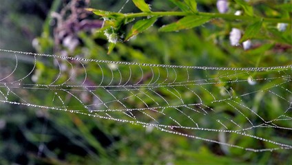 a spider web with dew drops