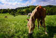Pferde Koppel Wiese Frisches Gras Sauerland Hemer Natur Reiten grasen Sonne Stübeken Haflinger Weite Panorama friedlich Idyll Pony reiten Reiterhof Sport frisch Natur Deutschland