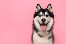Portrait Of A Siberian Husky Looking At The Camera With Mouth Open On A Pink Background
