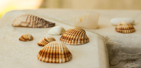 Sea shells of different sizes on white marble.