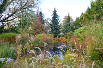 Wall Mural - Garden in autumn - small pond with greenery planting on the edge