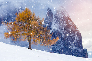 Beautiful Winter at Alpe di Siusi, Seiser Alm - Italy - Holiday background for Christmas.