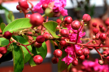 Wall Mural - Detailed closeup of bush branches with blooming wild roses 