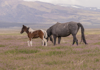 Wild Horse Mare and Foal in the Utah Desert