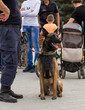 A police dog and his handler during a working dog demonstration. Malinois dog.