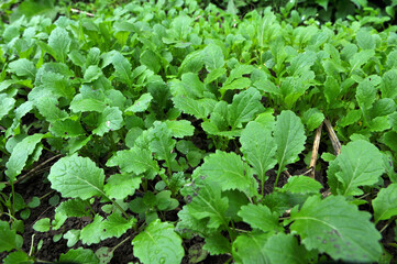 Mustard sprouts grown for organic fertilizer