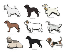 Dog Breed Set Vector Illustration 