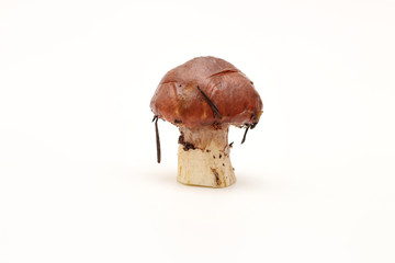 One dirty, unpeeled standing on tube Suillus mushroom isolated on a white background.