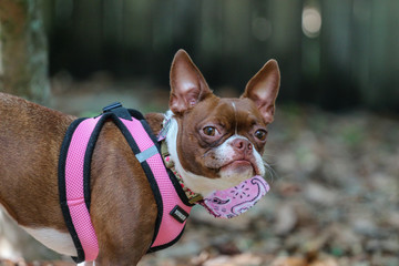 Sticker - Boston Terrier Outside / Dog 