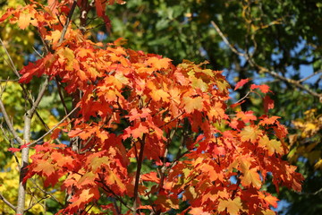 Herbstlaub im Sonnenschein