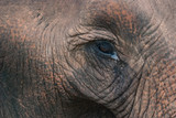 Fototapeta Sawanna - eye of an elephant