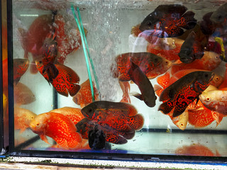 tropical fish in an aquarium at mongkok markets in hong kong