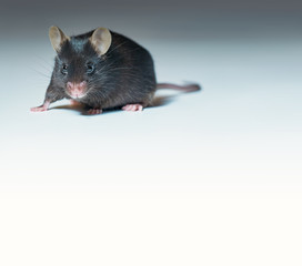 Close-up on cute adult black mouse on grey gradient background with copy-space