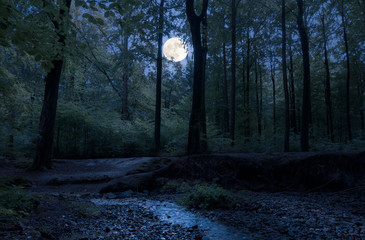 in a romantic forest in the middle of germany, the full moon shines through the trees at night on a 