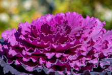 A Bright Purple Ornamental Cabbage With A Multicolored Background. The Sun Is Shining On The Plant Bringing Out The Detail In The Leaves.