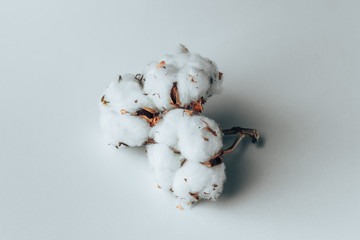 Cotton plant flower isolated on white background