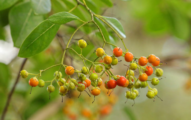 Close up of Bahama Strongbark fruit ripening, a tasty treat for wild birds in South Florida.  Bahamia Strongbark is native and is considered endangered in the state of Florida.