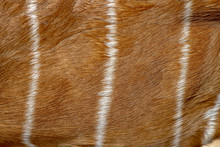 Female Nyala Skin For Pattern Animal