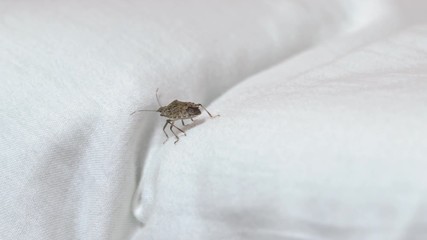 Wall Mural - Stink bug crawling on a bed, high detail 4k, stinkbug