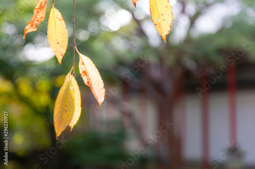 秋 葉っぱ 紅葉 枯葉 Stock Photo Adobe Stock