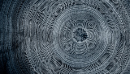 Old wooden oak tree cut surface. Detailed indigo denim blue tones of a felled tree trunk or stump. Rough organic texture of tree rings with close up of end grain.