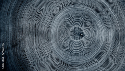 Old wooden oak tree cut surface. Detailed indigo denim blue tones of a felled tree trunk or stump. Rough organic texture of tree rings with close up of end grain.