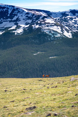 Wall Mural - Wandering Elk in the Rocky Mountain National Park Colorado