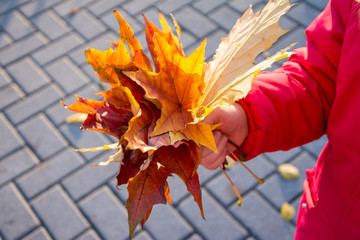 Hand holding yellow maple leaf on autumn yellow sunny background